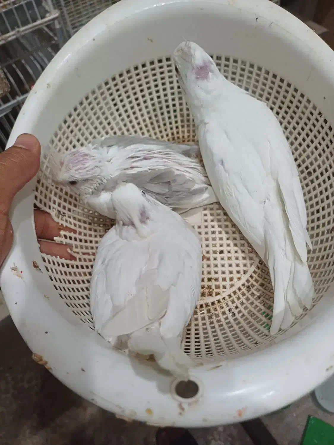 فروس جوجه سرلاکی عروس|پرنده|لار, |دیوار