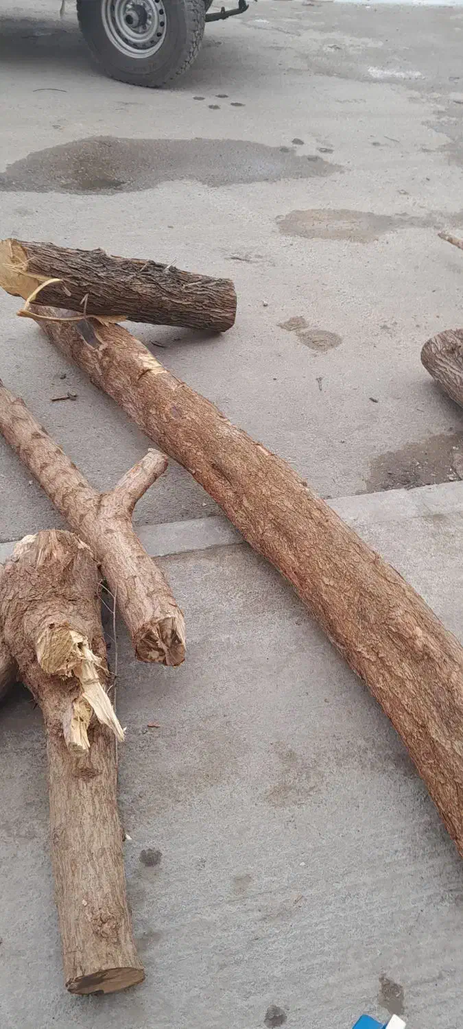 برش وهرس درخت|خدمات باغبانی و درختکاری|بندر ماهشهر, |دیوار