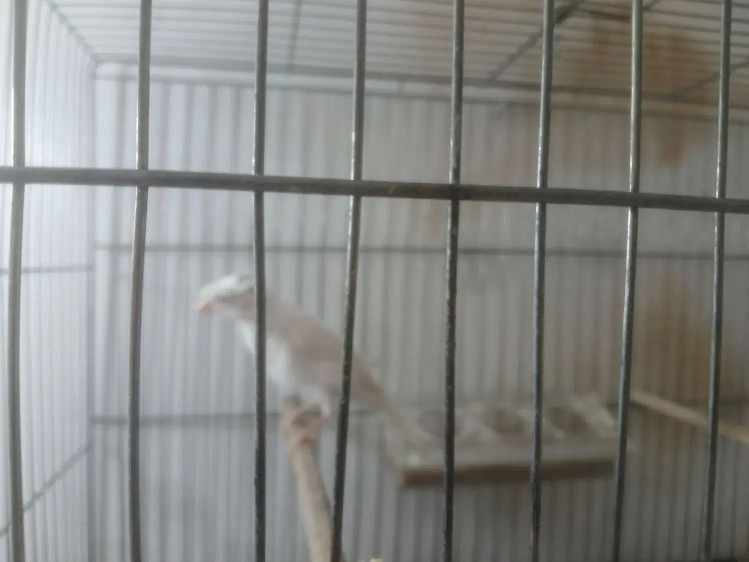 قناری سالم و سرحال|پرنده|خوی, |دیوار