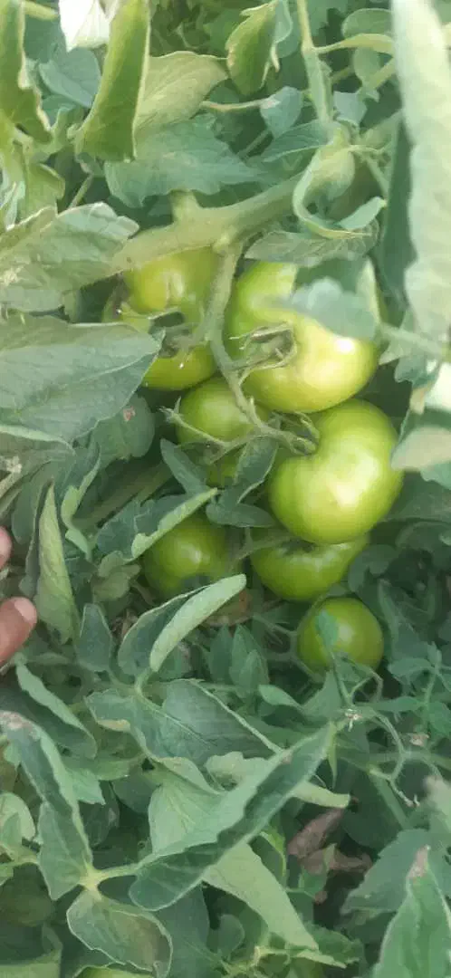 بذر گوجه F1 رقم ۸۰۲۰،عملکرد ۱۸۰ تن، مشابه۸۳۲۰|خدمات باغبانی و درختکاری|کازرون, |دیوار