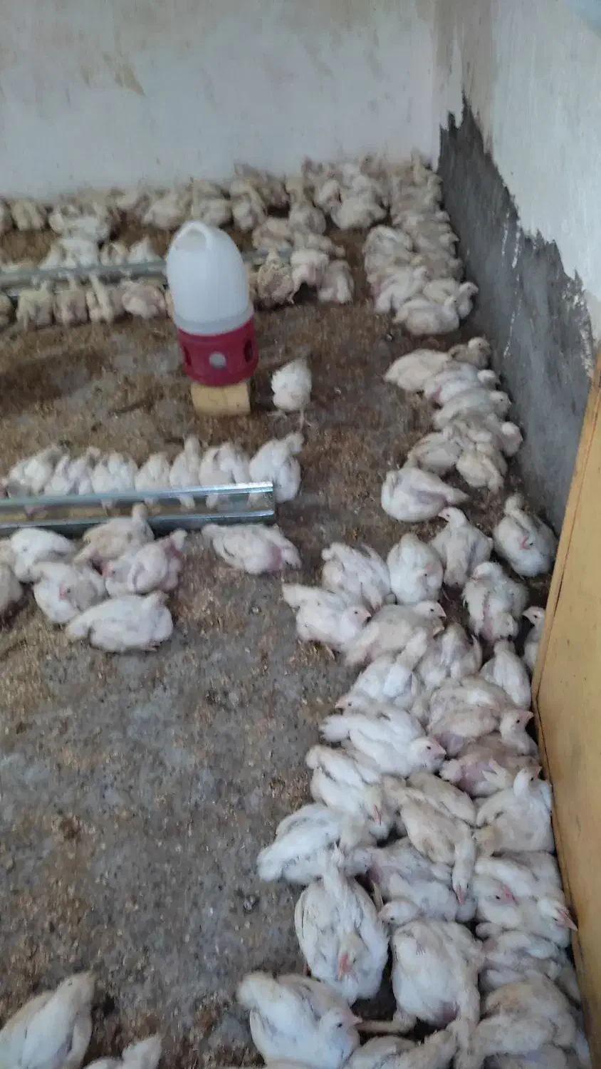 مرغ گوشتی سبز کاملا ارگانیک و طبیعی|حیوانات مزرعه|اندیمشک, |دیوار