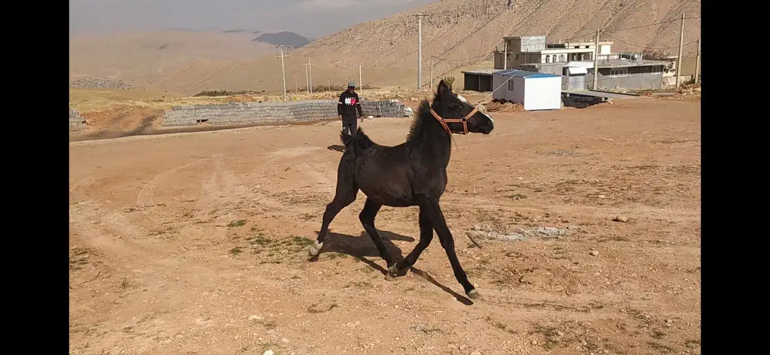 کره اسب نریون|اسب و تجهیزات اسبسواری|پادنا, |دیوار