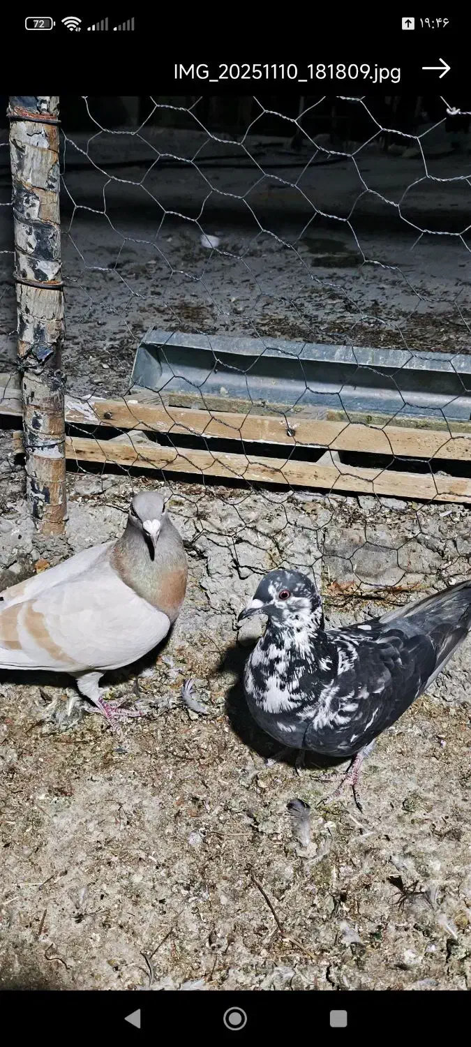 کبوتر پلاکی ماده|پرنده|شیراز, کوشک بیدک|دیوار