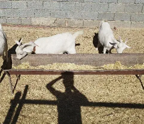 بز سانن و دوعدد بزغاله سانن|حیوانات مزرعه|بروجن, |دیوار