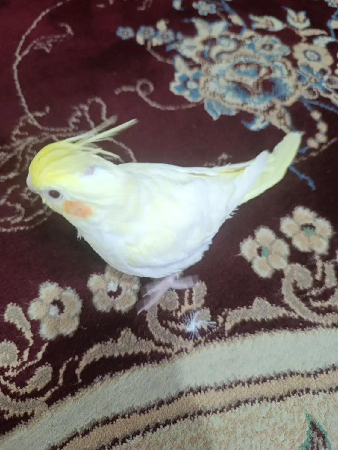 طوطی عروس هلندی|پرنده|کرمان, |دیوار