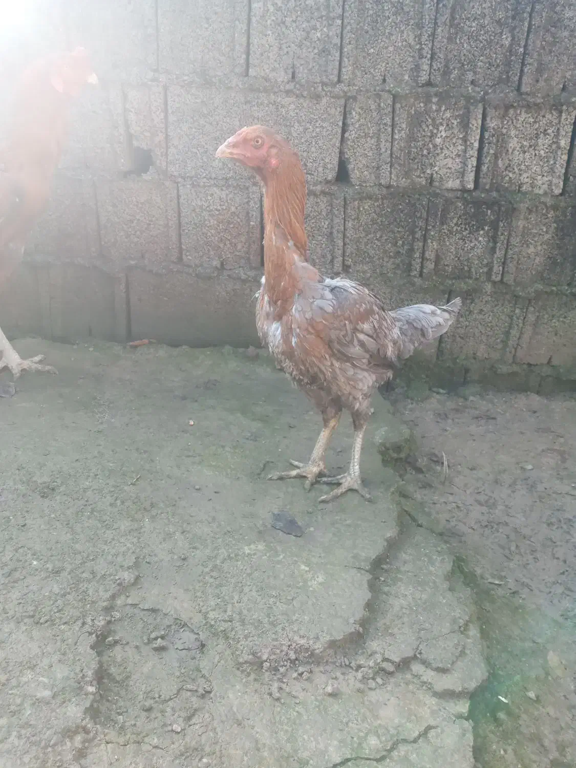 مرغ لاری اصیل|پرنده|تولم شهر, |دیوار