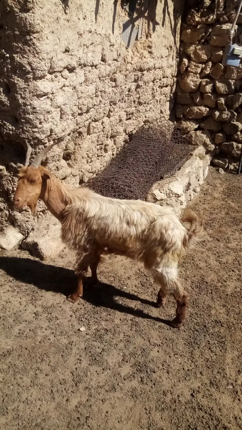 5 عد د بز بفروش میرسذ|حیوانات مزرعه|شیراز, مسلم|دیوار