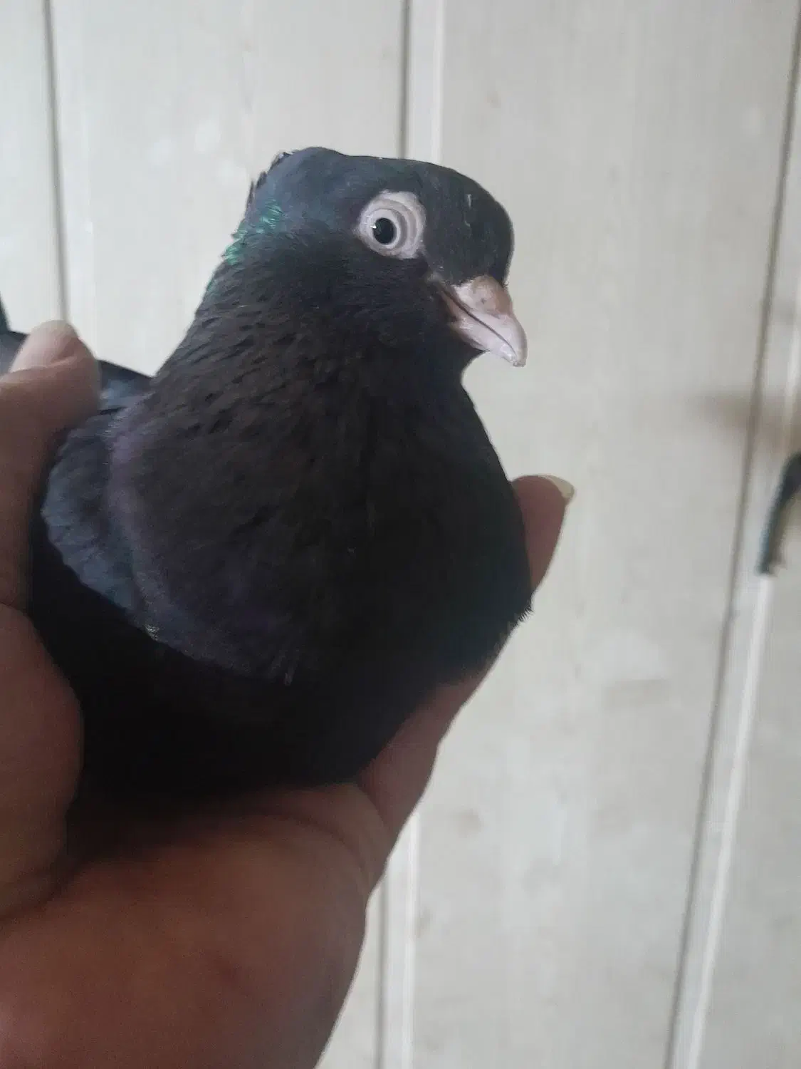 زاغ درجه یک|پرنده|امیدیه, |دیوار