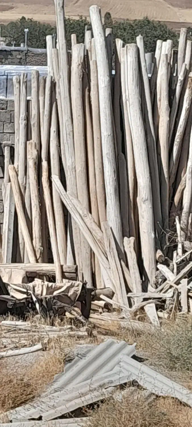 خریدار چوب.  درخت|خدمات باغبانی و درختکاری|شاهین دژ, |دیوار