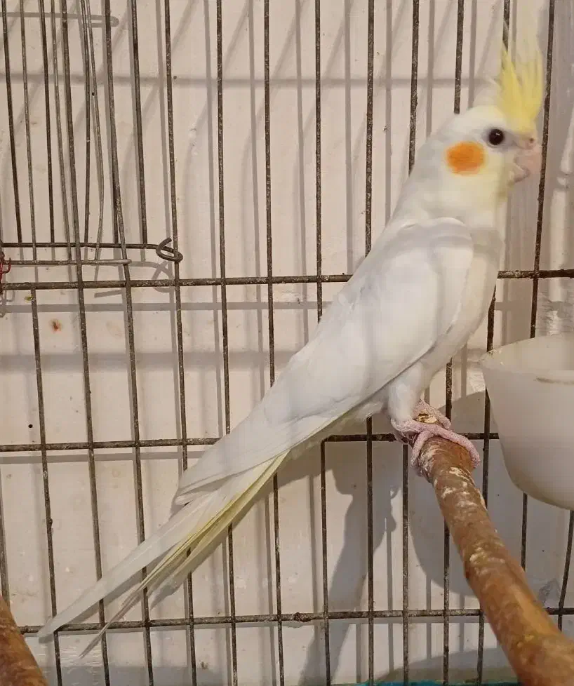 عروس هلندی چشم قرمز۴ماهه|پرنده|رامهرمز, |دیوار