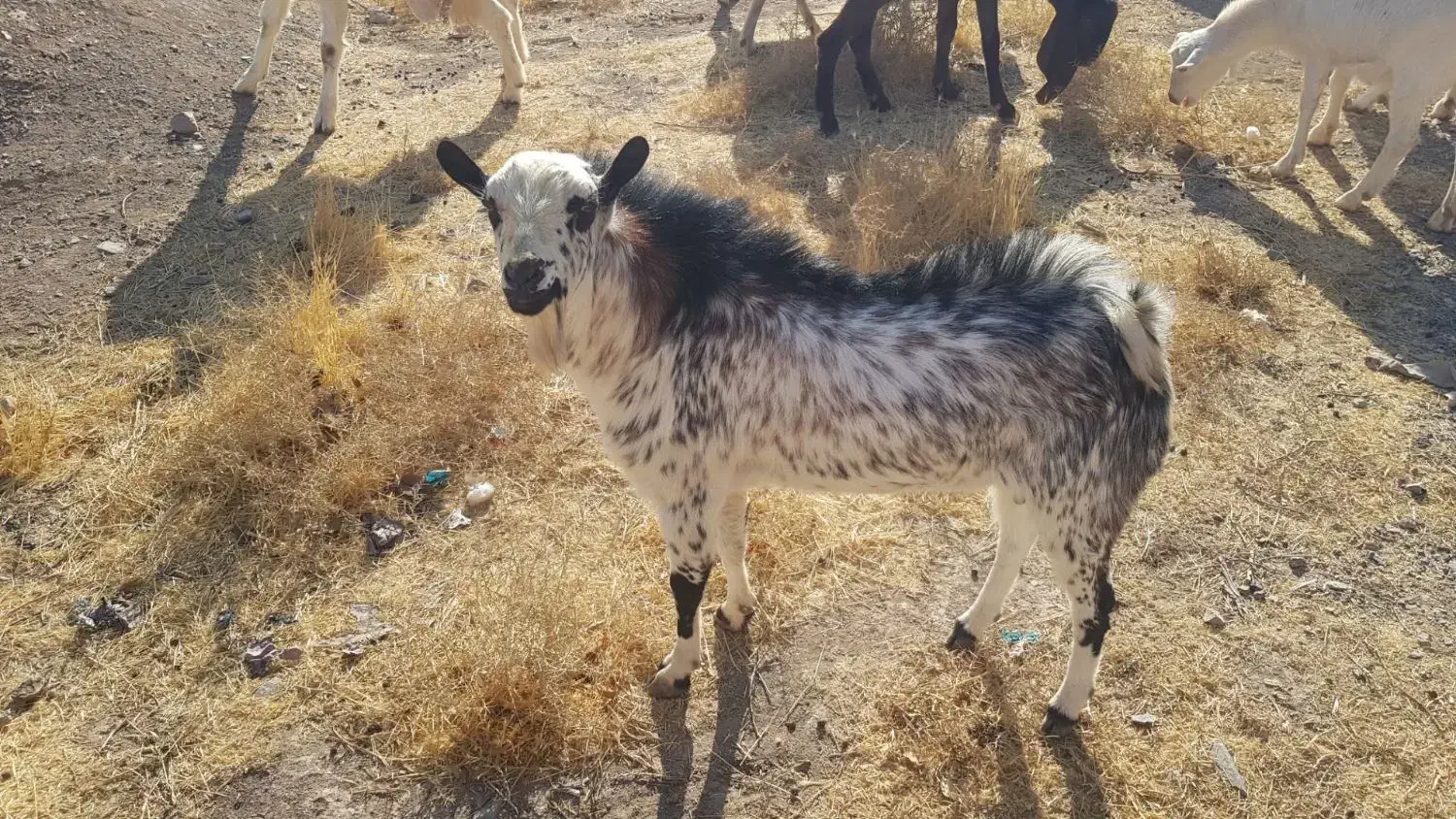 تکشاد یکساله نر|حیوانات مزرعه|مشهد, طرق|دیوار