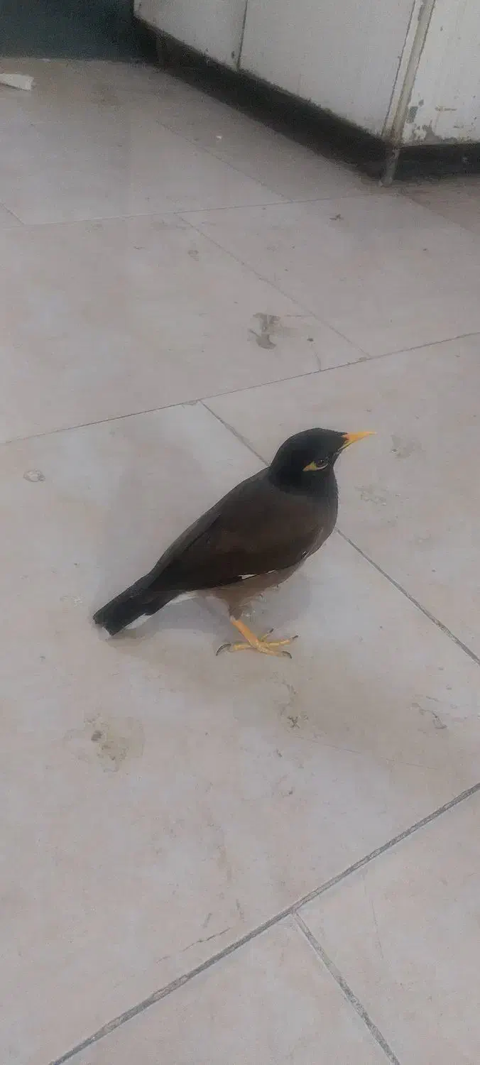 مینا سخگو جوجه امسال هرچی الان حرف بزنی یادمیگره|پرنده|بهارستان, |دیوار