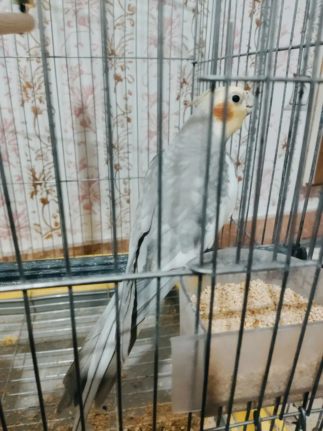 عروس سینامون|پرنده|خرم‌آباد, |دیوار