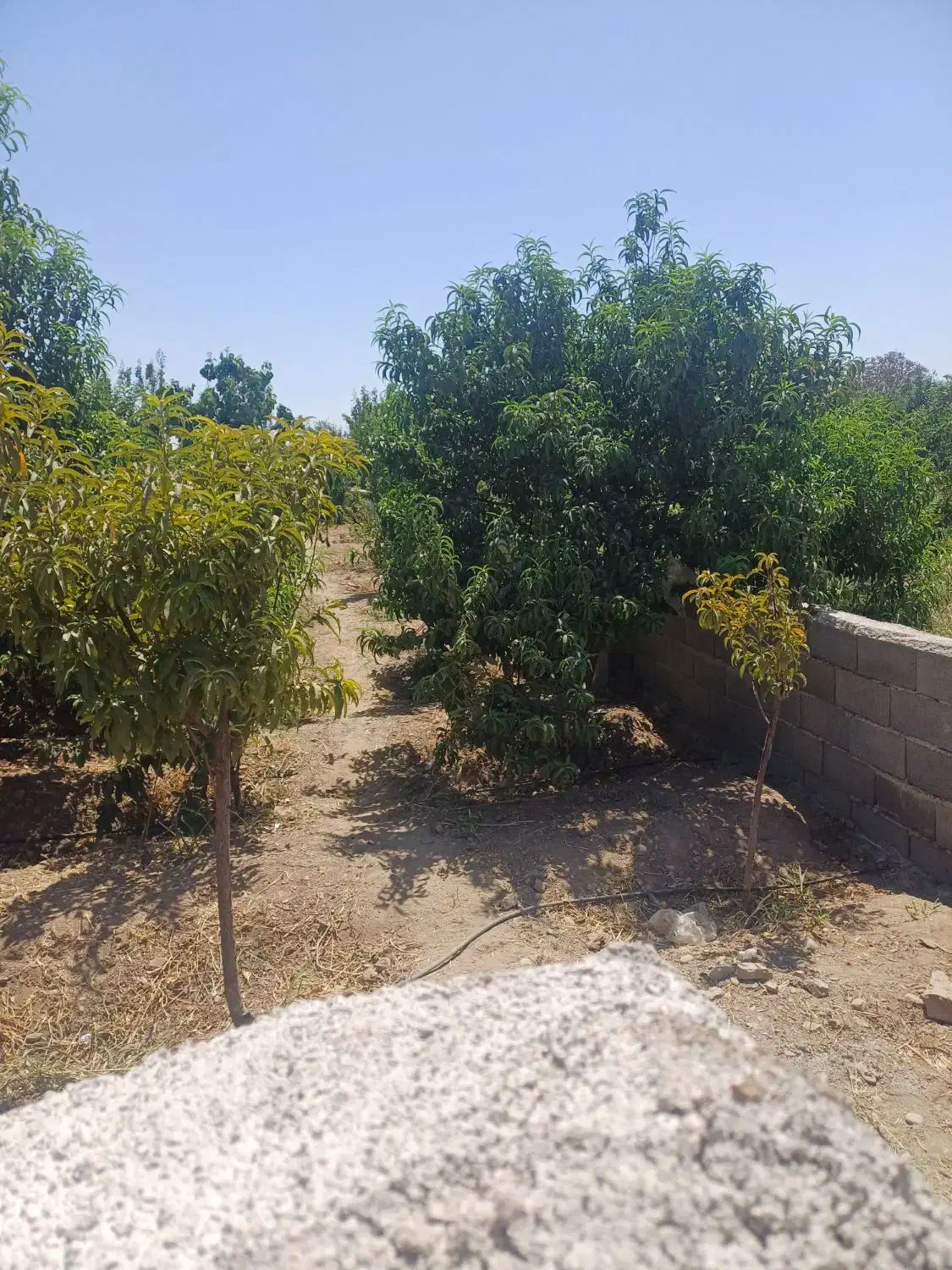 ویلا پاکدشت جمال اباد چهار دیواری|فروش خانه و ویلا|پاکدشت, پاکدشت (مامازند)|دیوار