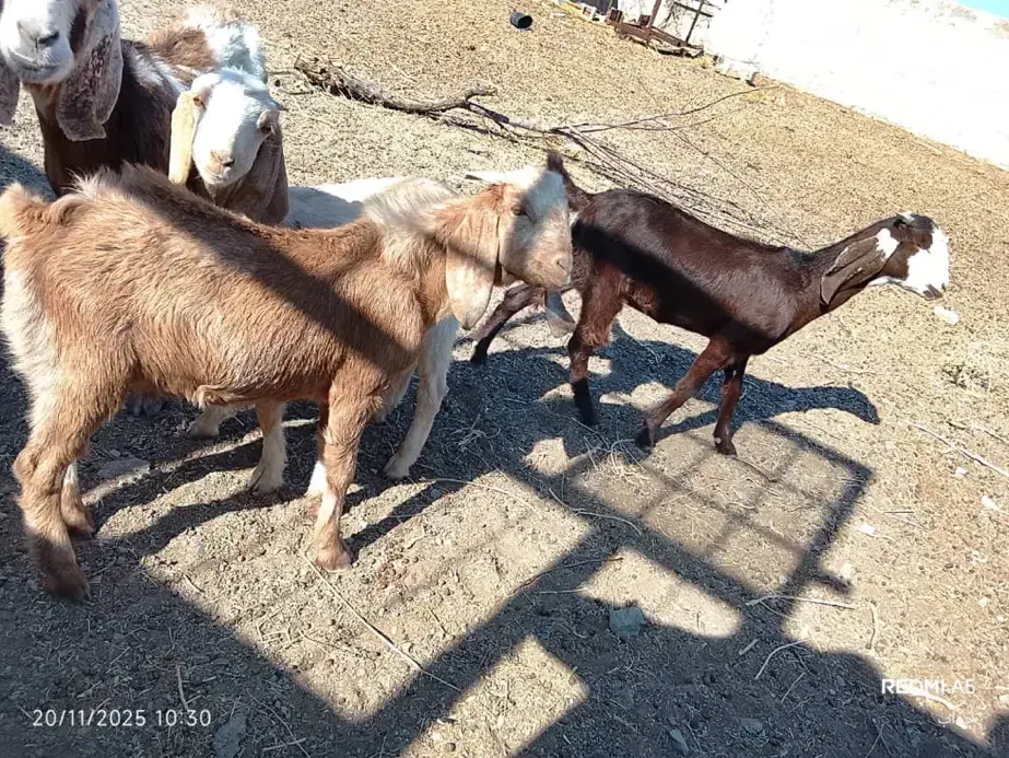 بز فروشی|حیوانات مزرعه|زاهدان, |دیوار