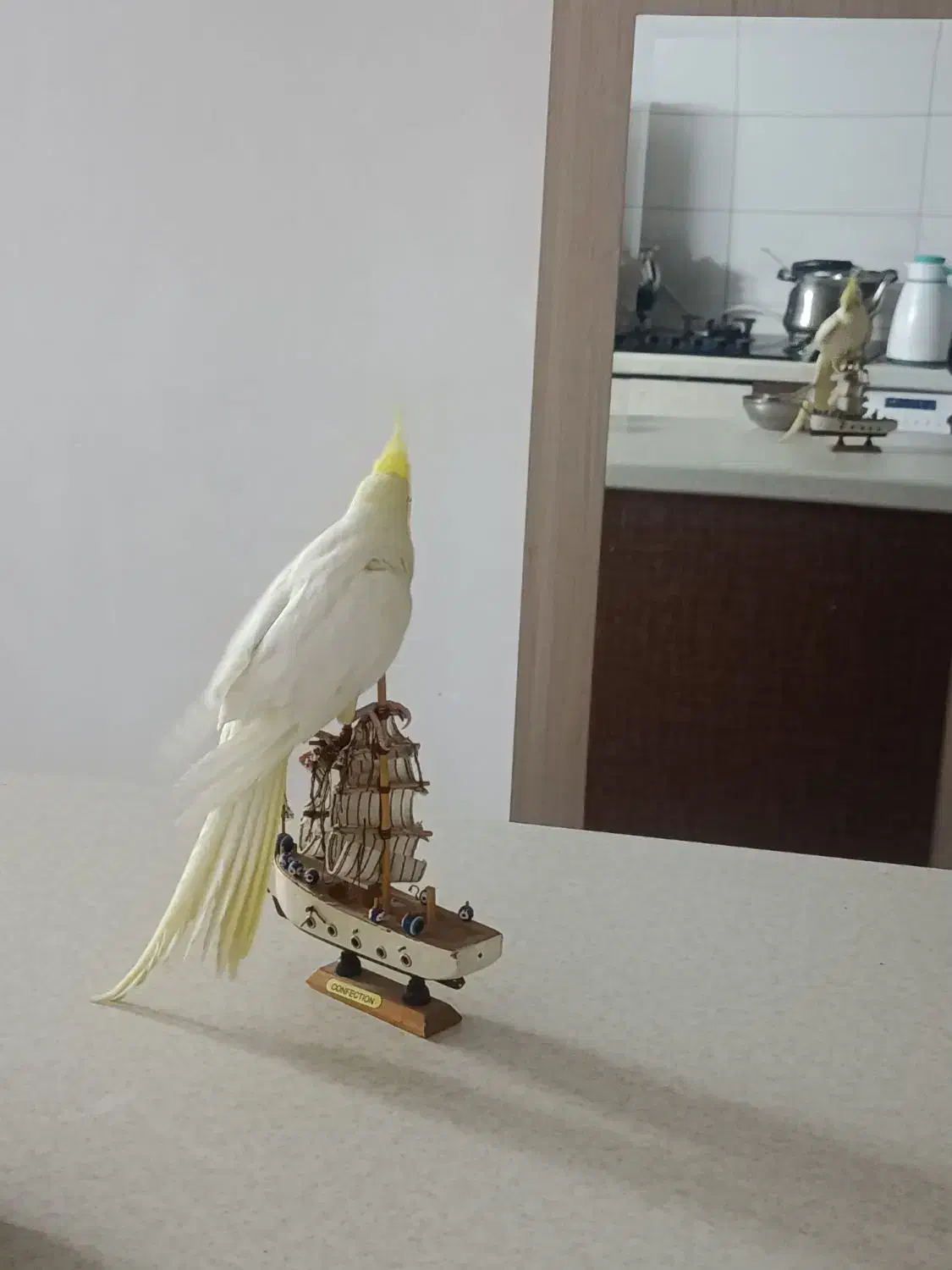 عروس هلندی|پرنده|کرمان, |دیوار