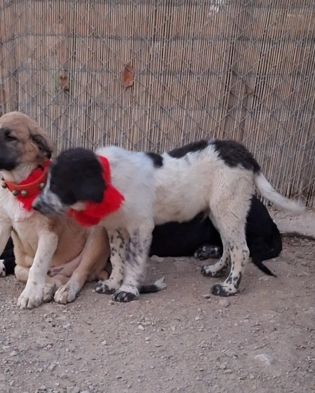 واگزاری توله های قدرجونی|سگ|قم, الغدیر|دیوار