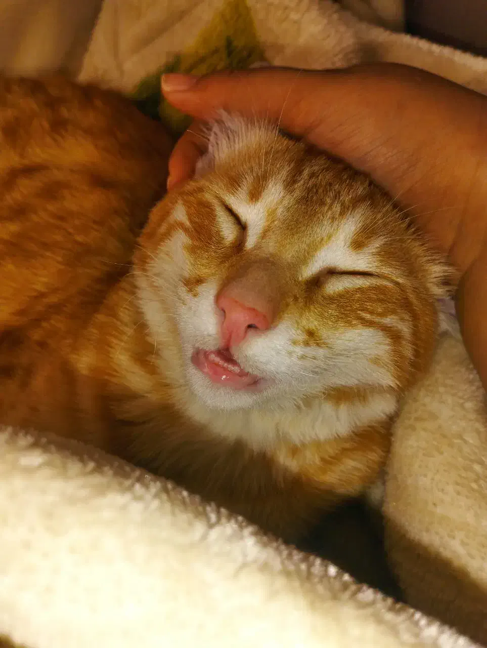 واگذاری گربه دی اس اج خانگی|گربه|سقز, |دیوار