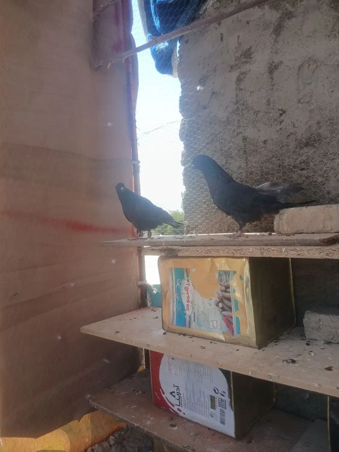 کبوتر|پرنده|اصفهان, قلعه جوم|دیوار