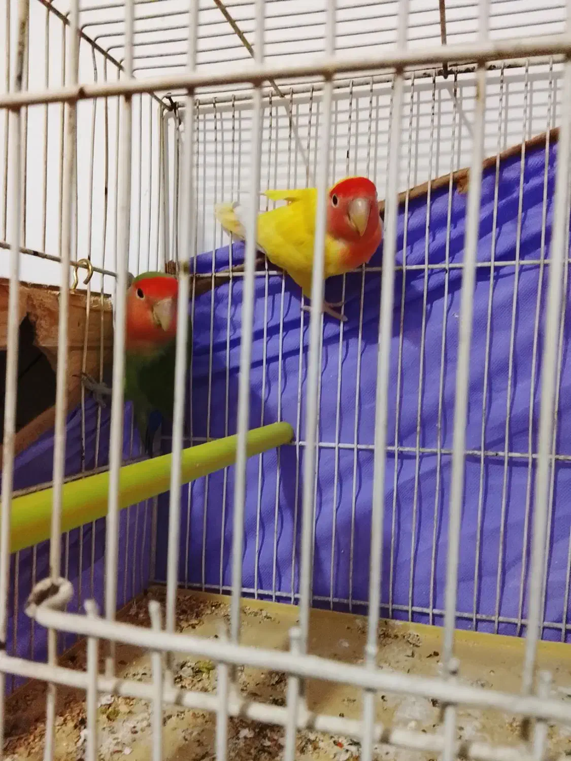 یک جفت طوطی برزیلی صددرصد مولد 4 تخم|پرنده|بومهن, |دیوار