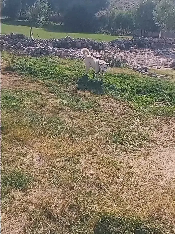 طوله سرابی|سگ|تبریز, |دیوار