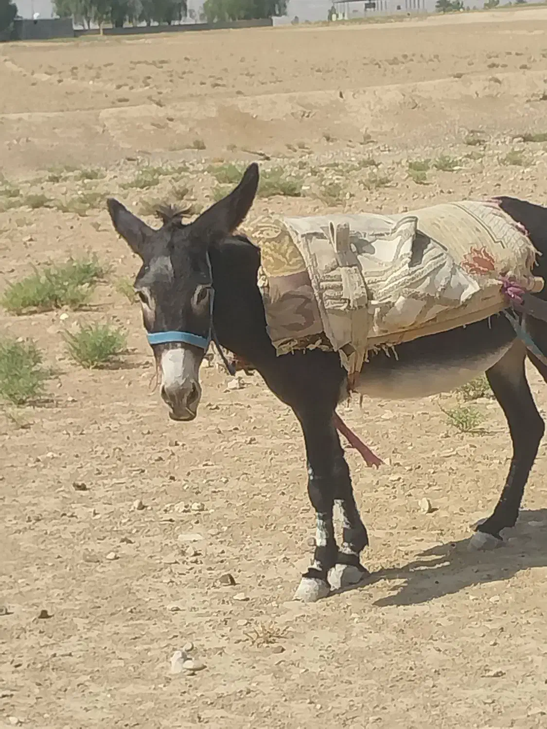 الان، خر|حیوانات مزرعه|فسا, |دیوار