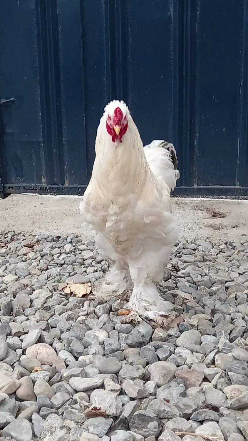 پرنده خانگی|حیوانات مزرعه|خان ببین, |دیوار