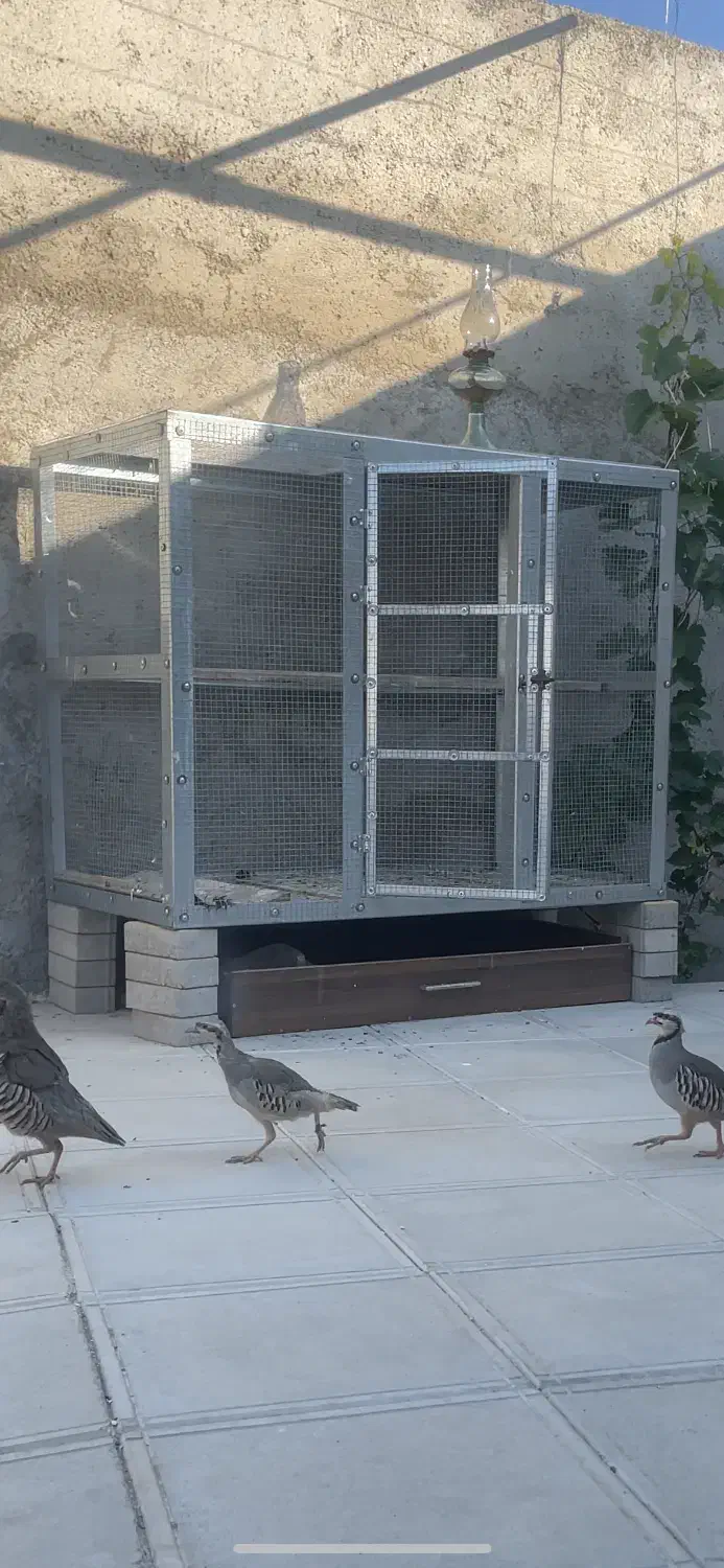 قفس اهنی گالوانیزه مرغ کفتر کبک ۲ طبقه|لوازم جانبی حیوانات|صوفیان, |دیوار