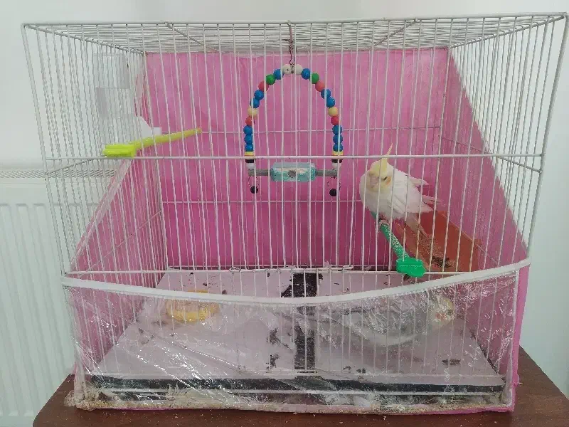 عروس هلندی|پرنده|مشهد, فاطمیه|دیوار