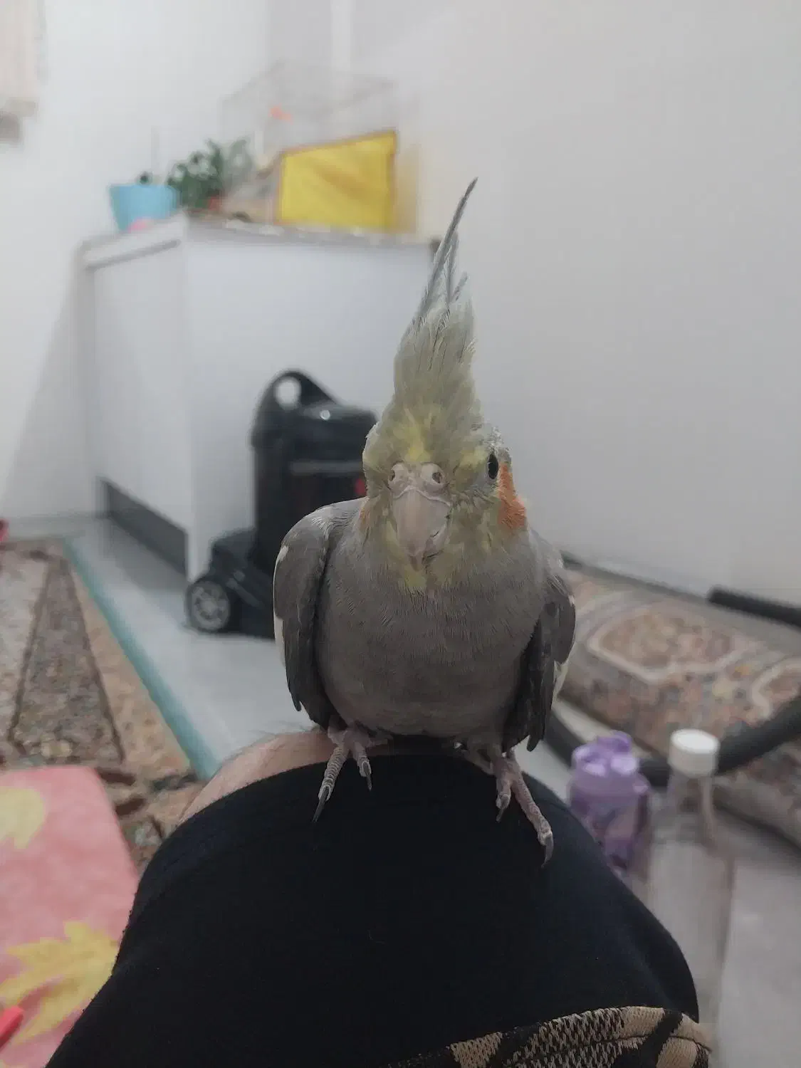 عروس هلندی|پرنده|مشهد, توس (بلوار توس)|دیوار