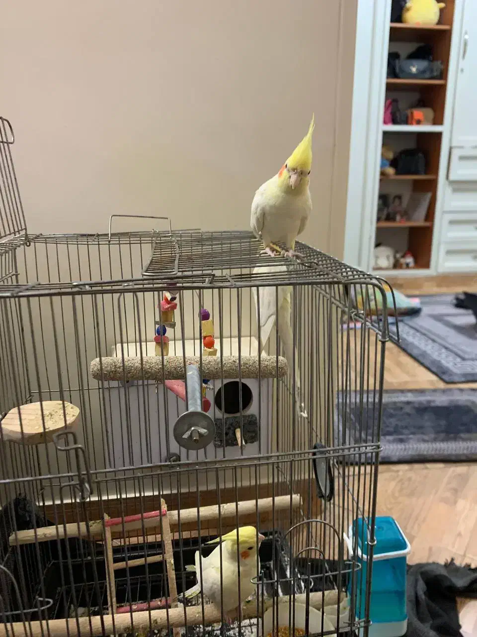 عروس هلندی لوتینو اصل چشم شرابی رام|پرنده|اسلامشهر, مطهری|دیوار