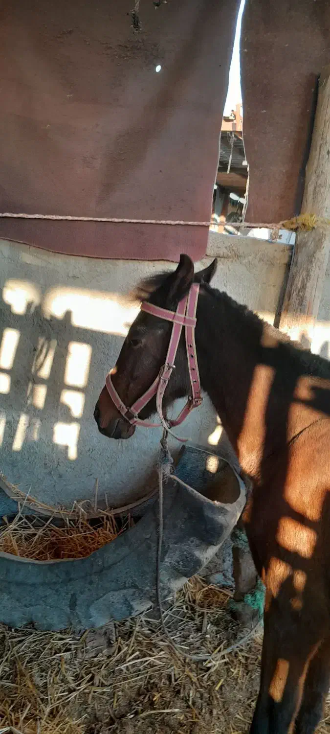 فروش اسب‌|حیوانات مزرعه|بندر گز, |دیوار