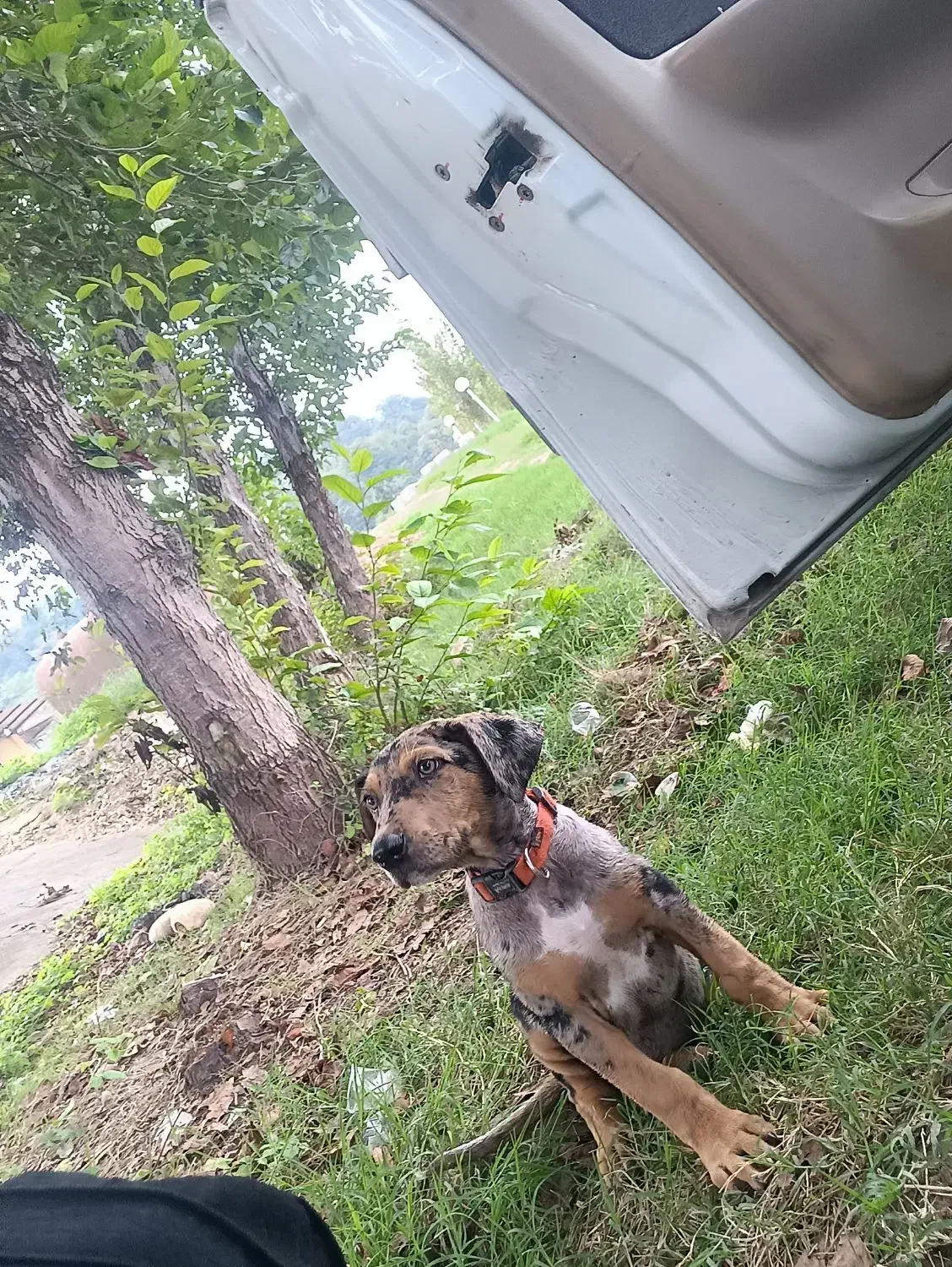 واگذاری گیریت دین نر|سگ|بابل, |دیوار