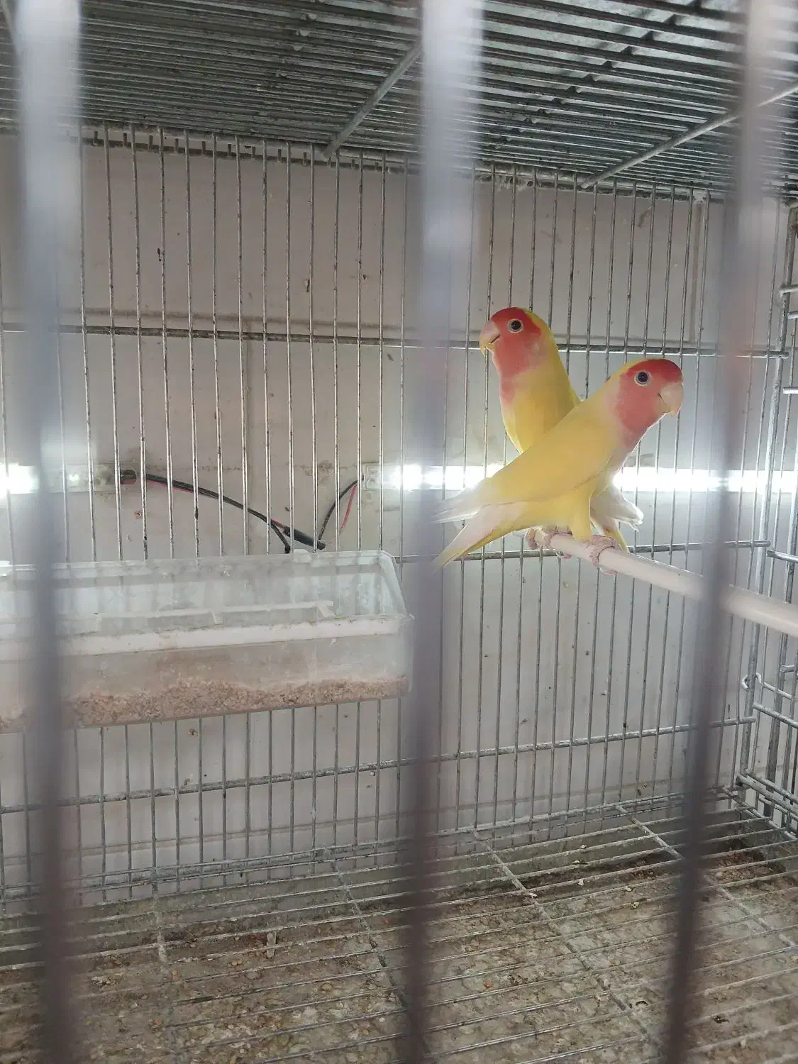 کوتوله برزیلی|پرنده|کازرون, |دیوار