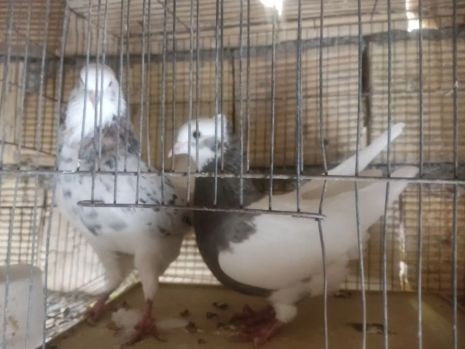 کبوتر|پرنده|داران, |دیوار