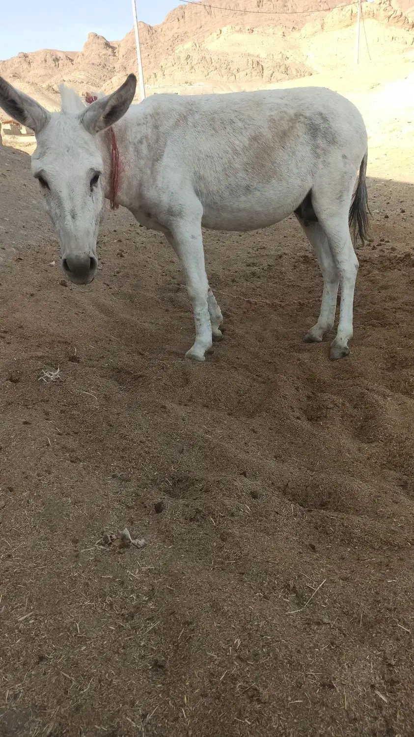 الاغ|حیوانات مزرعه|قم, قلعه عموحسین|دیوار