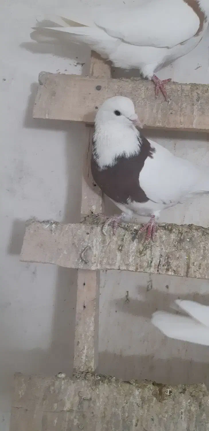 طوقی|پرنده|همدان, |دیوار