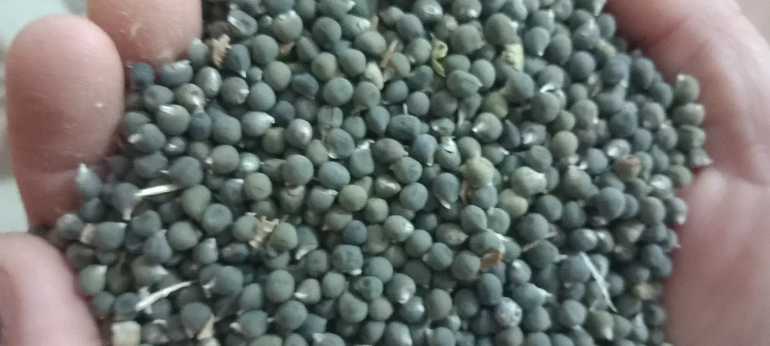 اهواز مسیر تصفیه شکر|خوردنی و آشامیدنی|باوی, |دیوار