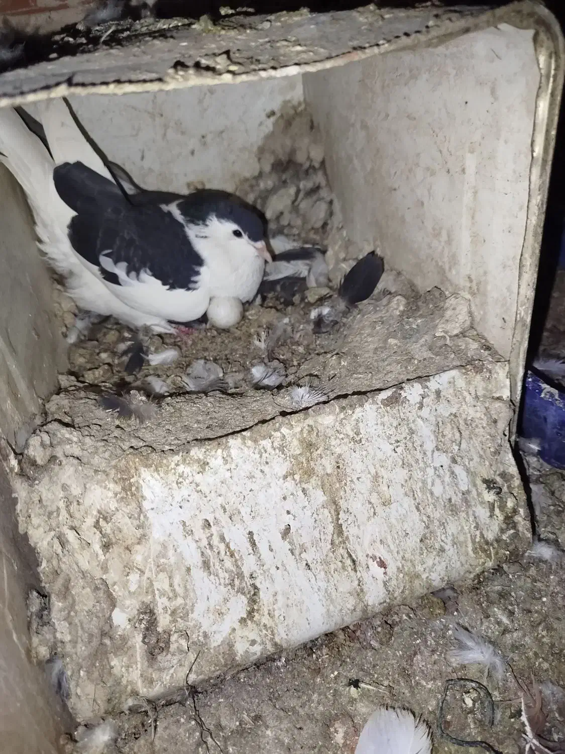 جفت چپ روتخم معاوضه|پرنده|کرمان, |دیوار