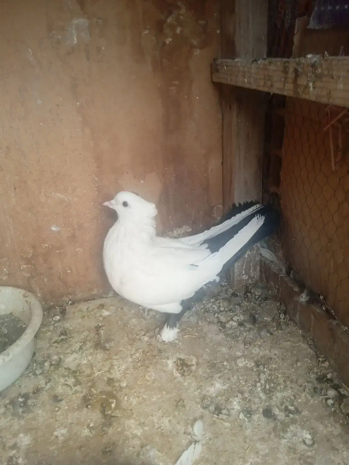 نروماده دم سیاه۸تا|پرنده|قم, دورشهر|دیوار