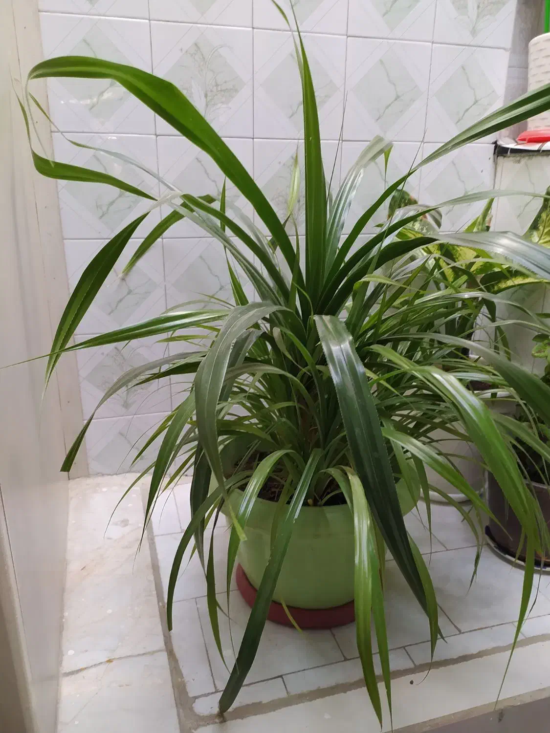 گل پاندانوس|گل و گیاه طبیعی|زنجان, |دیوار