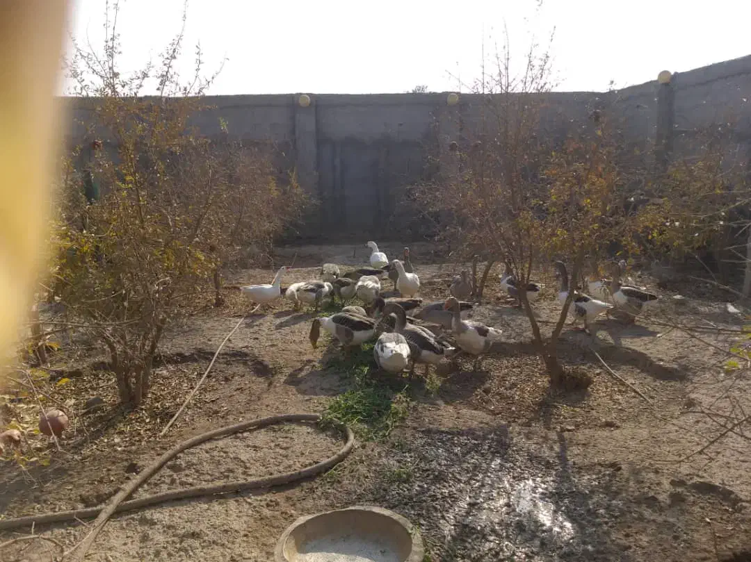 غاز|حیوانات مزرعه|ورامین, ورامین|دیوار