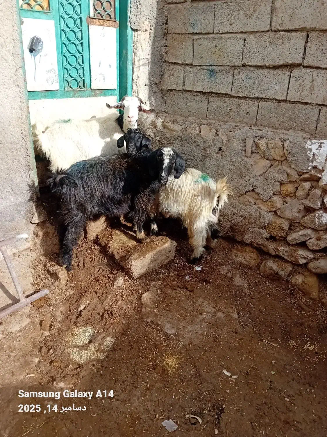 ۳عدد بز جوان بوغاز برایدنگه داشتن|حیوانات مزرعه|اردبیل, |دیوار