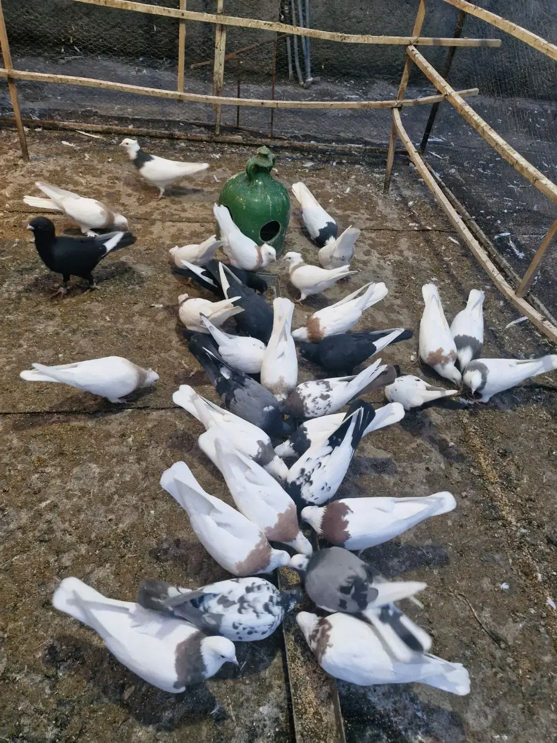 تعدادی کبوتر|پرنده|سرخه, |دیوار