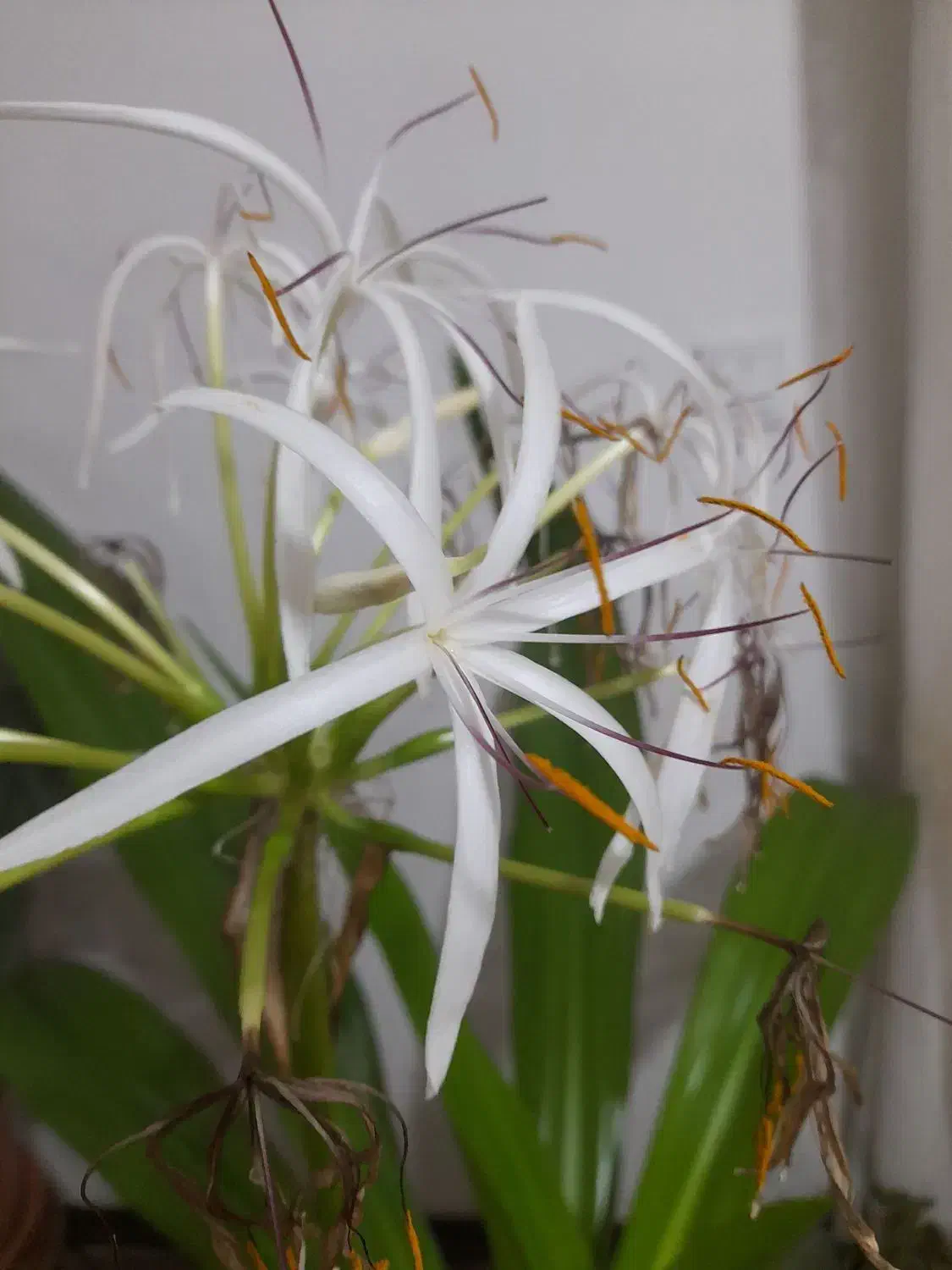 گل سوسن عنکبوتی|گل و گیاه طبیعی|شهرکرد, |دیوار