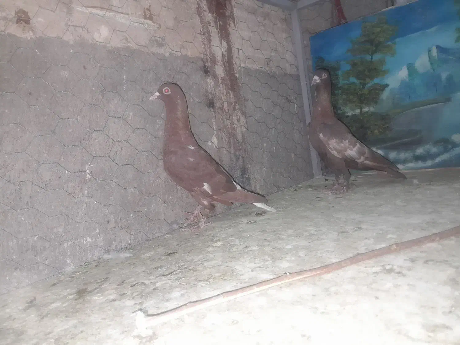 کبوتر|پرنده|شیبکوه (فارس), |دیوار