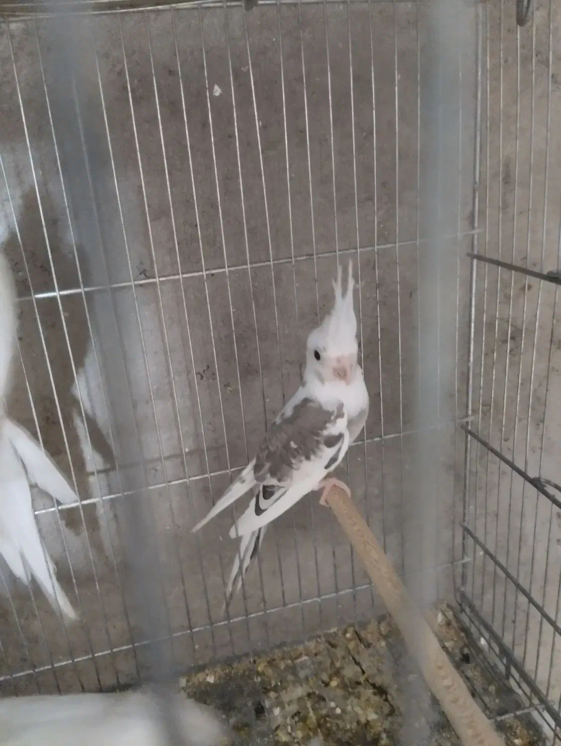 فروش عروس مولد|پرنده|قم, جوی شور|دیوار