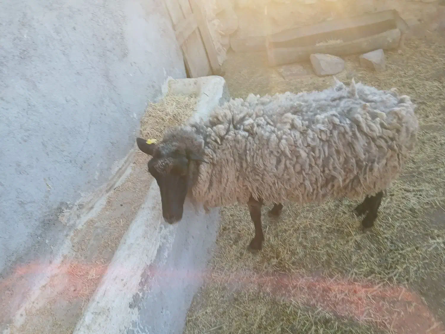 گوسفند رومانوف|حیوانات مزرعه|ارشق, |دیوار