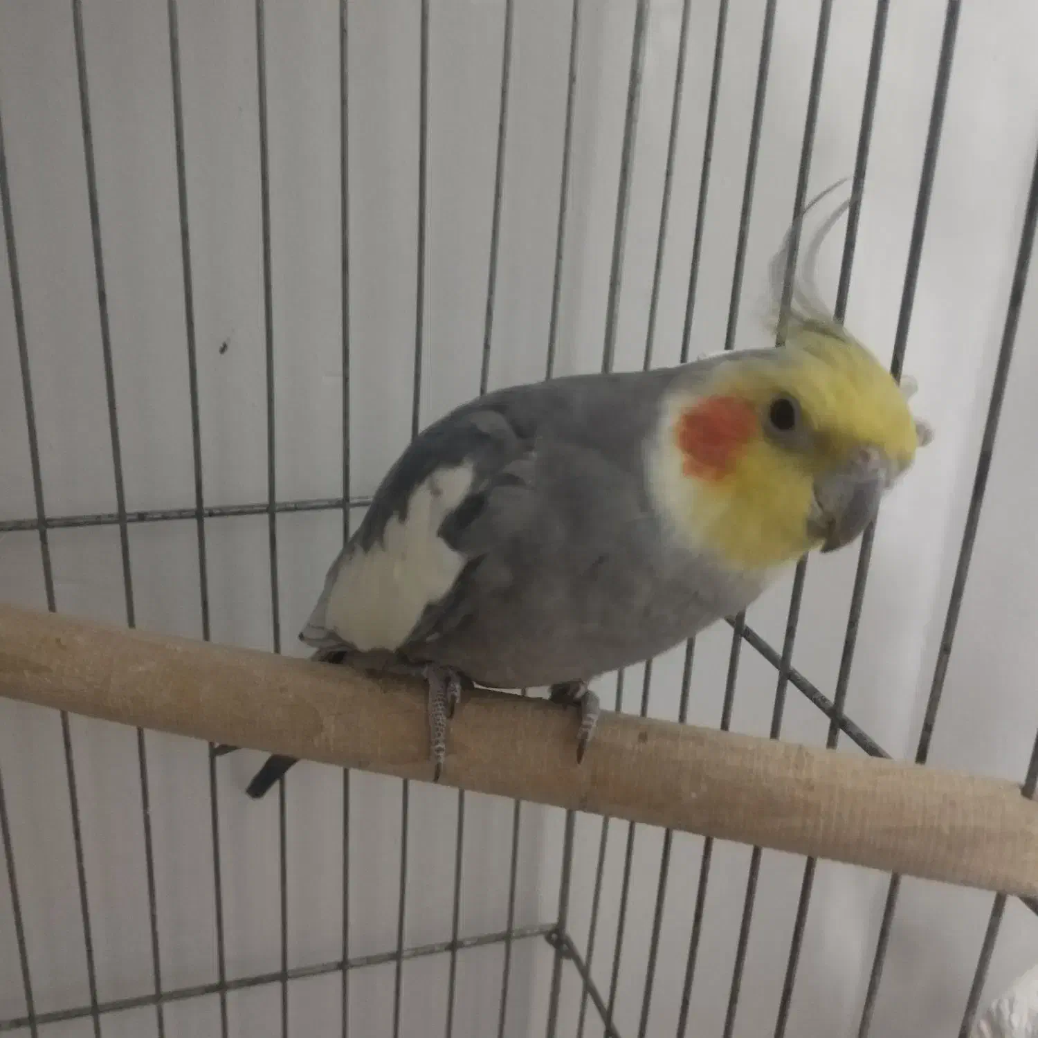 عروس هلندی سخنگو|پرنده|الوند, |دیوار