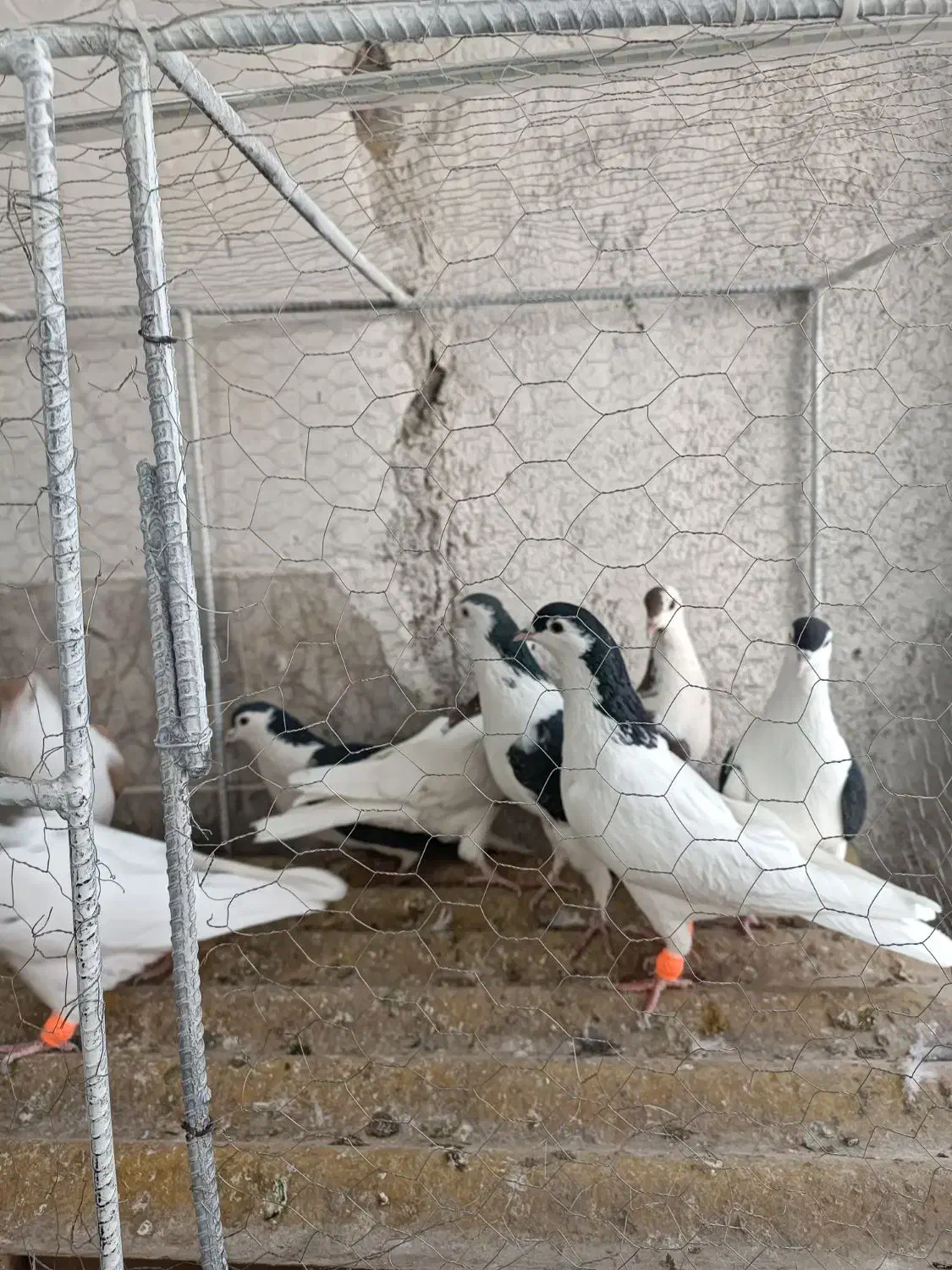 کفر|پرنده|مشهد, چهاربرج|دیوار